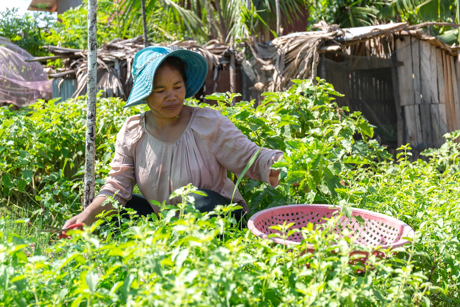 Woman harvesting vegetables